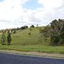 Winding Scenic Mountain Road - National Park