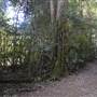 O'Reillys Rainforest Retreat