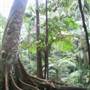 Mt Cougal