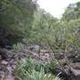 Upper Maroochy River
