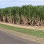 Bundaberg Region - Cane Road Alley (Kalkie)