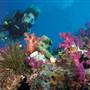 Great Barrier Reef