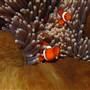 Great Barrier Reef