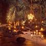 Flames of the Forest - Port Douglas