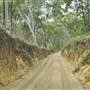 Mulgumpin (Moreton Island) Bush Track - Middle Road