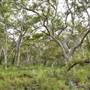 Mulgumpin (Moreton Island) Bush Track - Middle Road