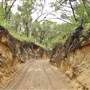 Mulgumpin (Moreton Island) Bush Track - Middle Road