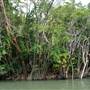Mulgrave River (Cairns Region)