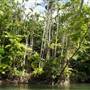 Mulgrave River (Cairns Region)