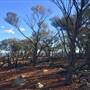 Longreach - Mount Slowcombe