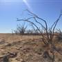 Dead Tree Patch