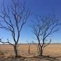 Dead Tree Patch