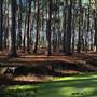 Pine Forest, Riverside Skate Park & Open Sports Fields - Pizzey Park