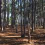 Pine Forest, Riverside Skate Park & Open Sports Fields - Pizzey Park