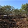 Brisbane Region - Swamps / Mangroves (St Helena Island)
