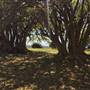 St Helena - Tree Areas & Rainforest