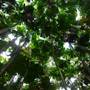 Daintree Fan Palm Forest