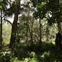 Black Swamp Wetlands