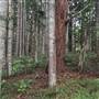 Bonogin Backlot & Pine Forest