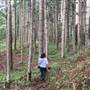 Bonogin Backlot & Pine Forest