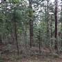 Hillside Hoop Pine Forest