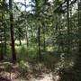 Hillside Hoop Pine Forest