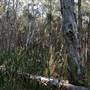Gold Coast - Coombabah Paperbark Forest