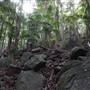 Jungle / Strangler Figs / Palm Grove / Rock Wall
