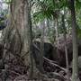 Jungle / Strangler Figs / Palm Grove / Rock Wall