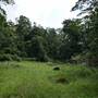 Hinterland Jungle Backlot