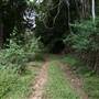 Hinterland Jungle Backlot