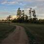 The Secret Forest - Oxley Creek Common