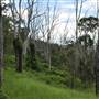 Dirt Road / Wilderness / Pastures