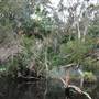 The Narrows (Noosa Everglades)