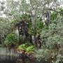 The Narrows (Noosa Everglades)