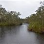 Lake Como (Noosa Everglades)
