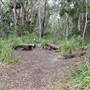 Fig Tree Point (Noosa Everglades)