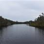 Fig Tree Point (Noosa Everglades)