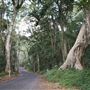 Bunya Mountains