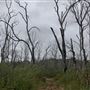 Wooroolin Wetlands
