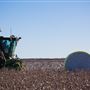 Cotton Fields