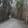 Coombabah Lakelands Conservation Area - Open Field & Forest