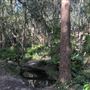 Toohey Forest - Toohey Ridge Track