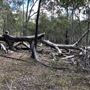 Brushtail Trail - Karawatha Forest Park