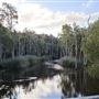Karawatha Forest Park - Melaleuca Circuit