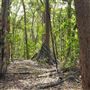 Mahogany Track - Mount Coot-tha Forest