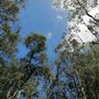 Mount Coot-tha Forest - Pinnacle Trail