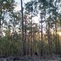 Mount Coot-tha Forest - Powerful Owl Trail