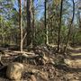 Mount Coot-tha Forest - Powerful Owl Trail