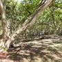 North Ipswich Wetlands Park
